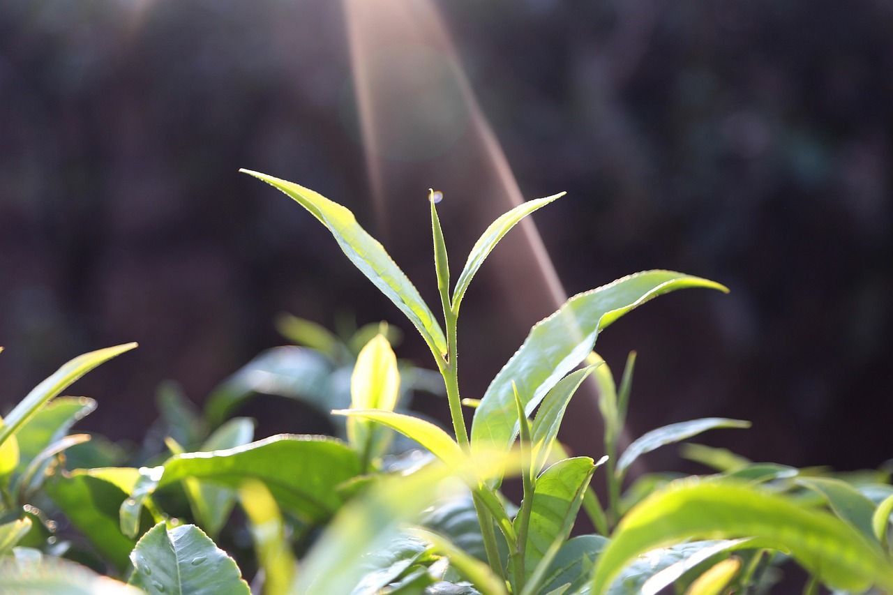 茶葉